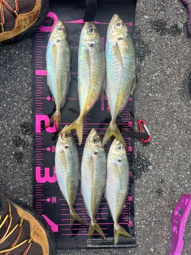 マアジの釣果