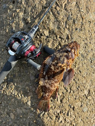 ムラソイの釣果