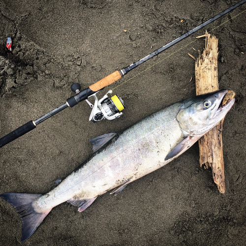 シロザケの釣果