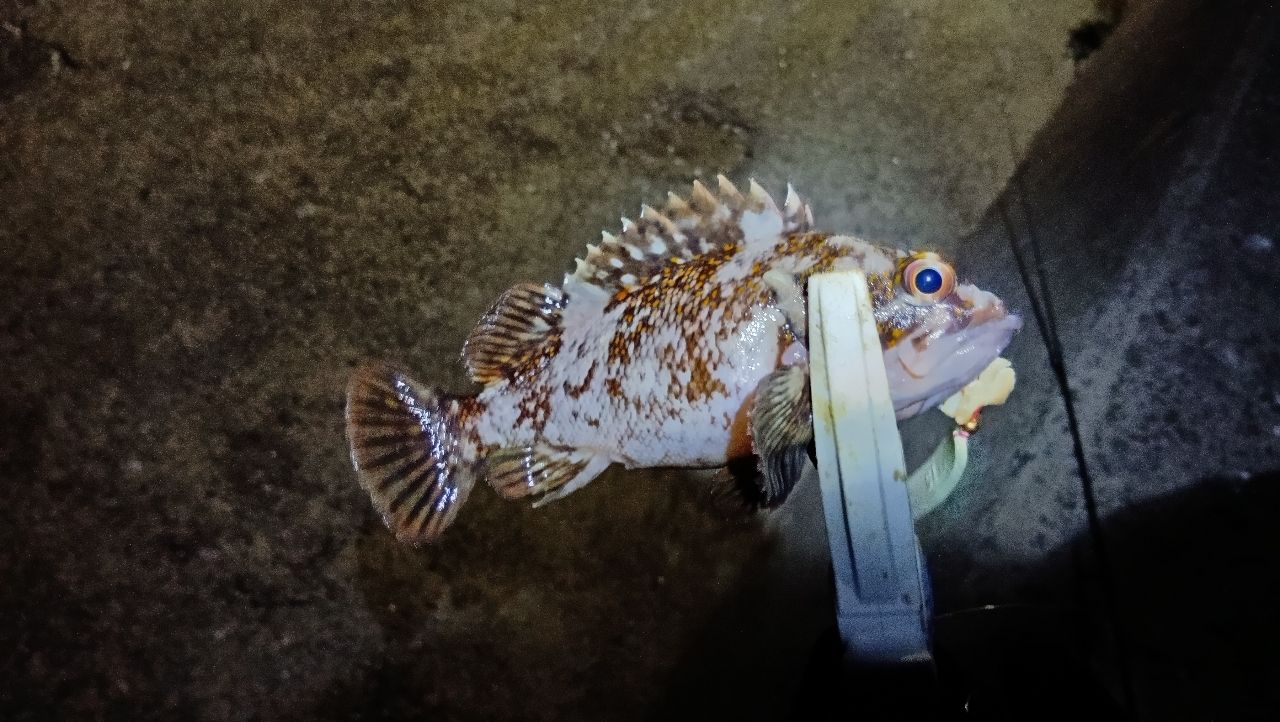 オウゴンムラソイ