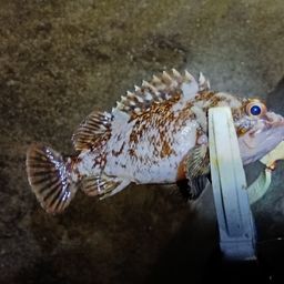 オウゴンムラソイ