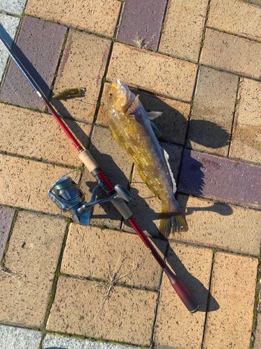 アイナメの釣果