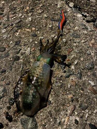 アオリイカの釣果
