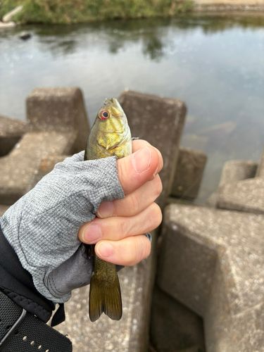 スモールマウスバスの釣果