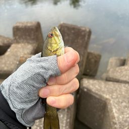 スモールマウスバス