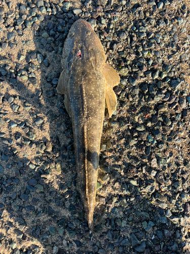 天神川河口（鳥取）