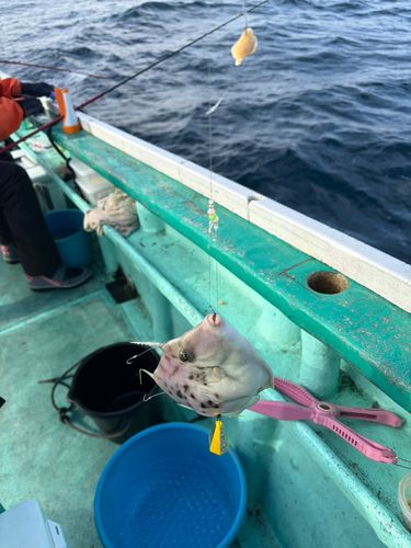カワハギの釣果