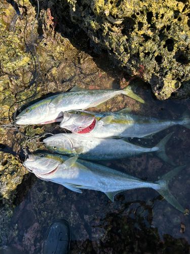 ヒラマサの釣果