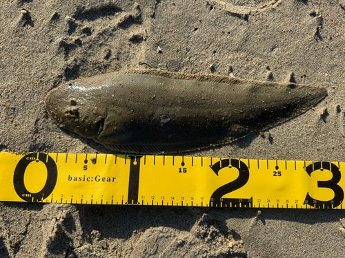 シタビラメの釣果