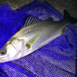 セイゴ（マルスズキ）