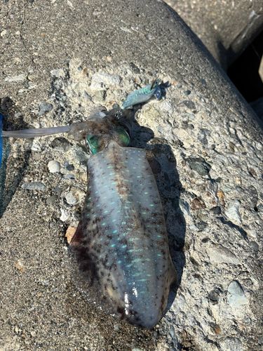 アオリイカの釣果