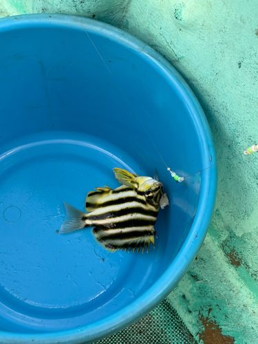 カゴカキダイの釣果