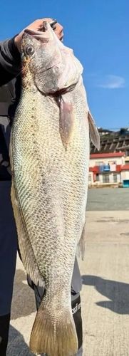 オオニベの釣果