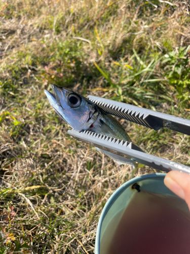 サバの釣果