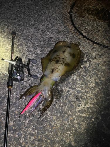 アオリイカの釣果