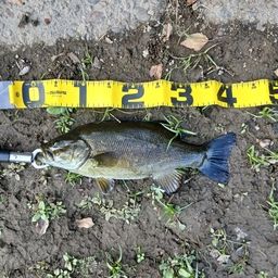 スモールマウスバス