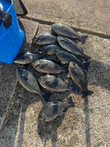 常滑りんくう釣り護岸