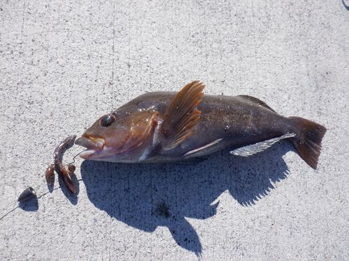 アイナメの釣果