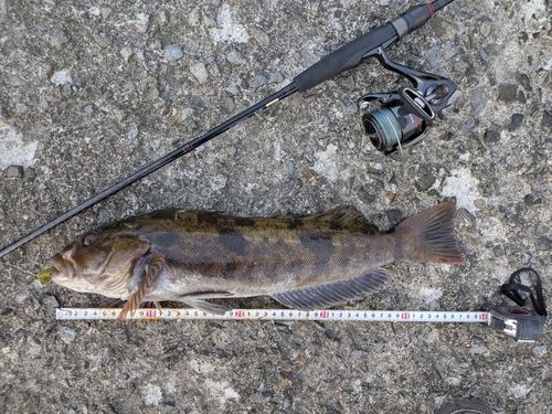 アイナメの釣果