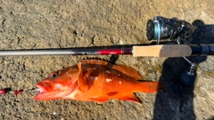 アカハタの釣果