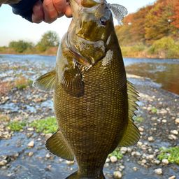スモールマウスバス
