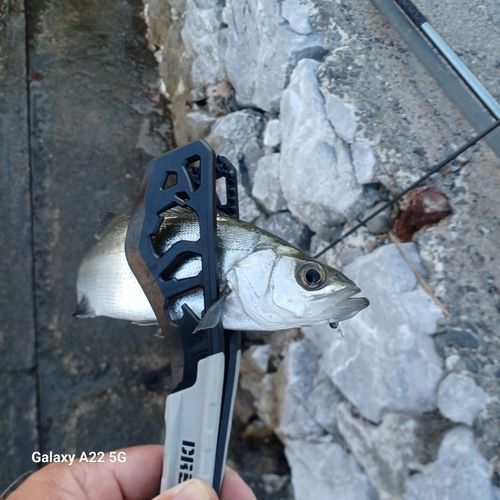 セイゴ（ヒラスズキ）の釣果