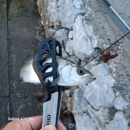 セイゴ（ヒラスズキ）