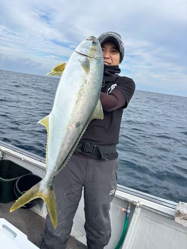 ヒラマサの釣果