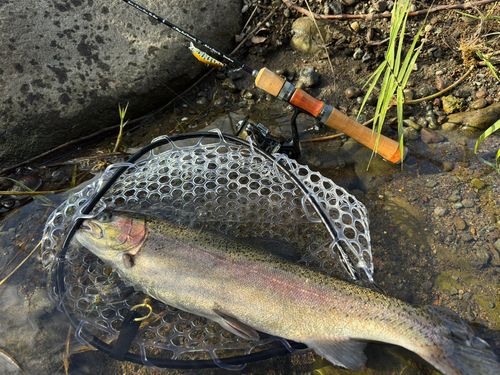 ニジマスの釣果