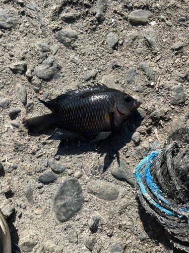 スズメダイの釣果