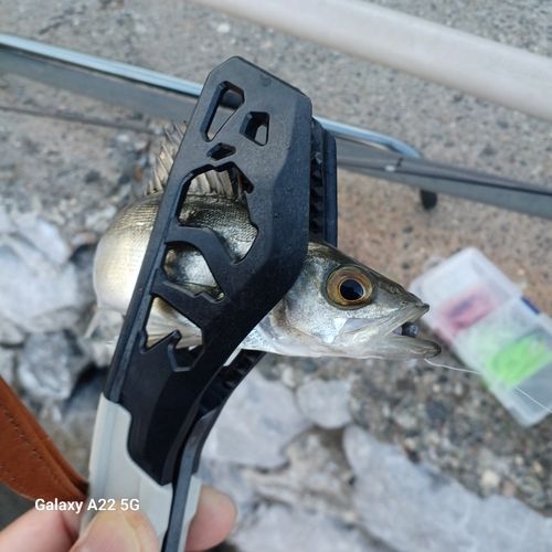 セイゴ（マルスズキ）の釣果