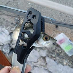 セイゴ（マルスズキ）