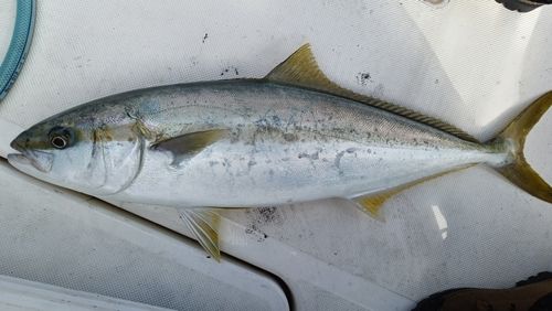 ヒラマサの釣果