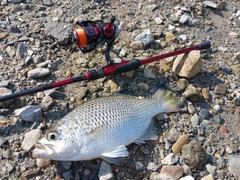 オオクチユゴイの釣果