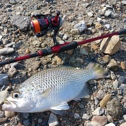 オオクチユゴイ