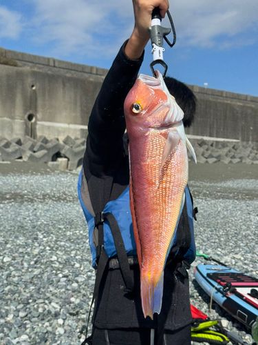 アマダイの釣果