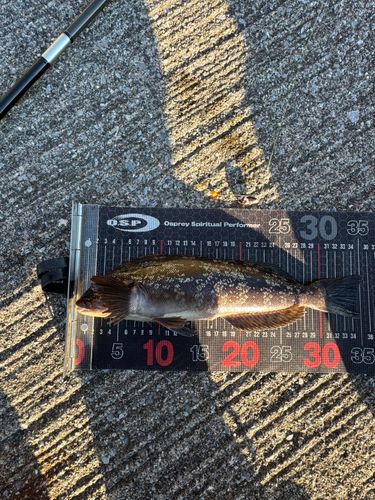 アイナメの釣果