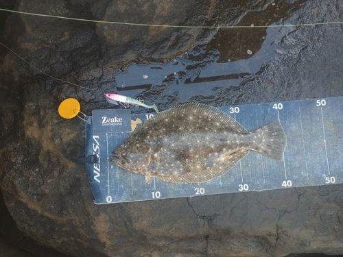 ヒラメの釣果