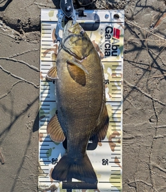 スモールマウスバスの釣果