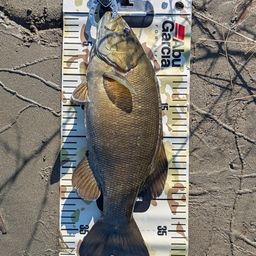 スモールマウスバス