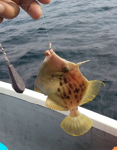 カワハギの釣果