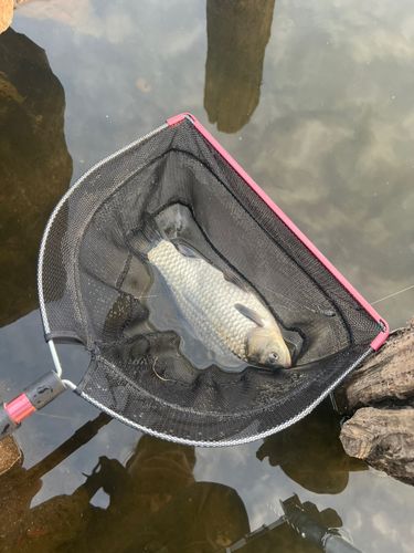 ヘラブナの釣果