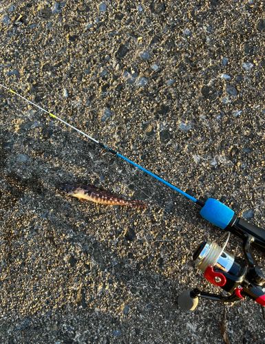 アナハゼの釣果