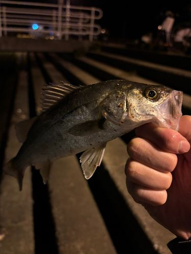 セイゴ（マルスズキ）の釣果