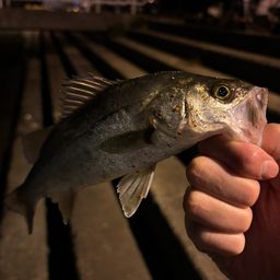 セイゴ（マルスズキ）