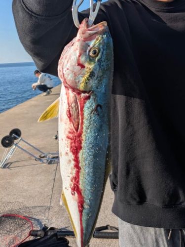 ヤズの釣果