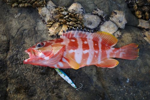 アカハタの釣果