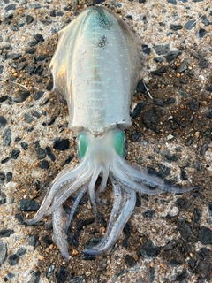 アオリイカの釣果