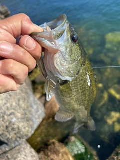 ラージマウスバスの釣果