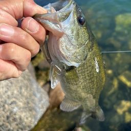 ラージマウスバス